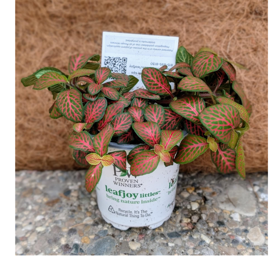 Fittonia Top StoriesTM (Pink Forest Flame)