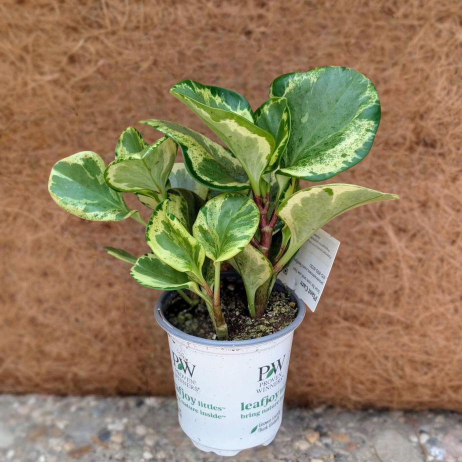 Peperomia &#39;Salt and Pepper&#39;