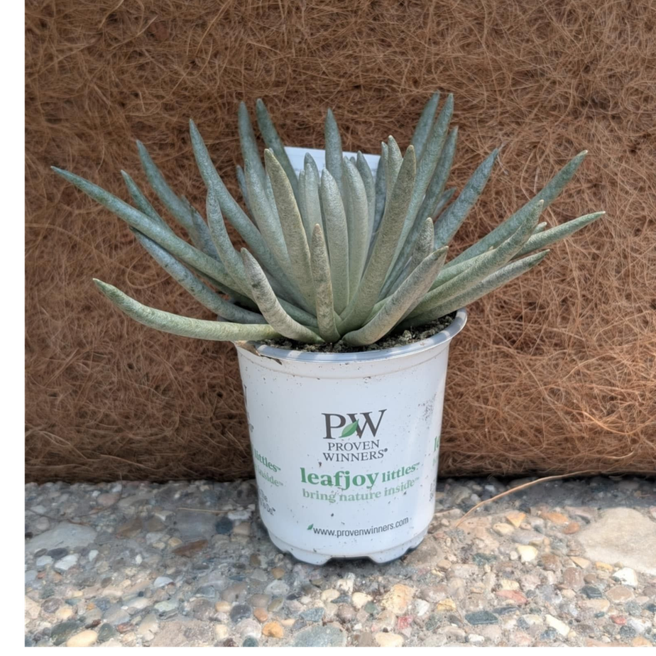 Senecio Mini MammothTM (Scaposus)