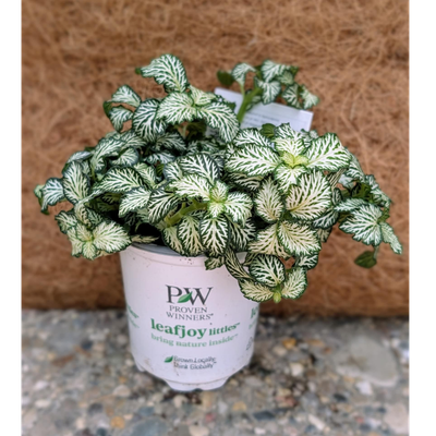 Fittonia World ViewsTM (Lovers)