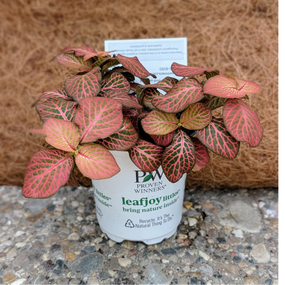 Fittonia Dispatch (Verschaffeltii Pink)