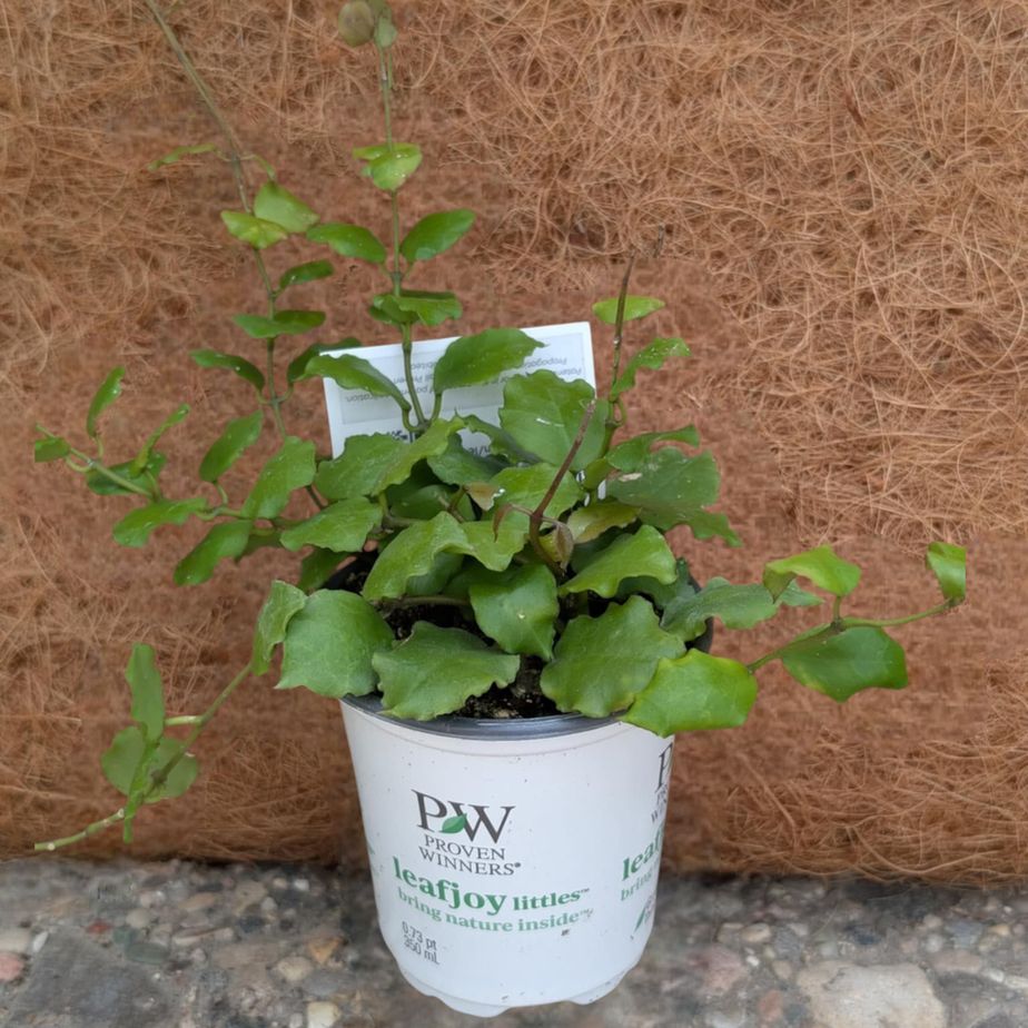 Hoya Emerald SurfTM (Endauensis)