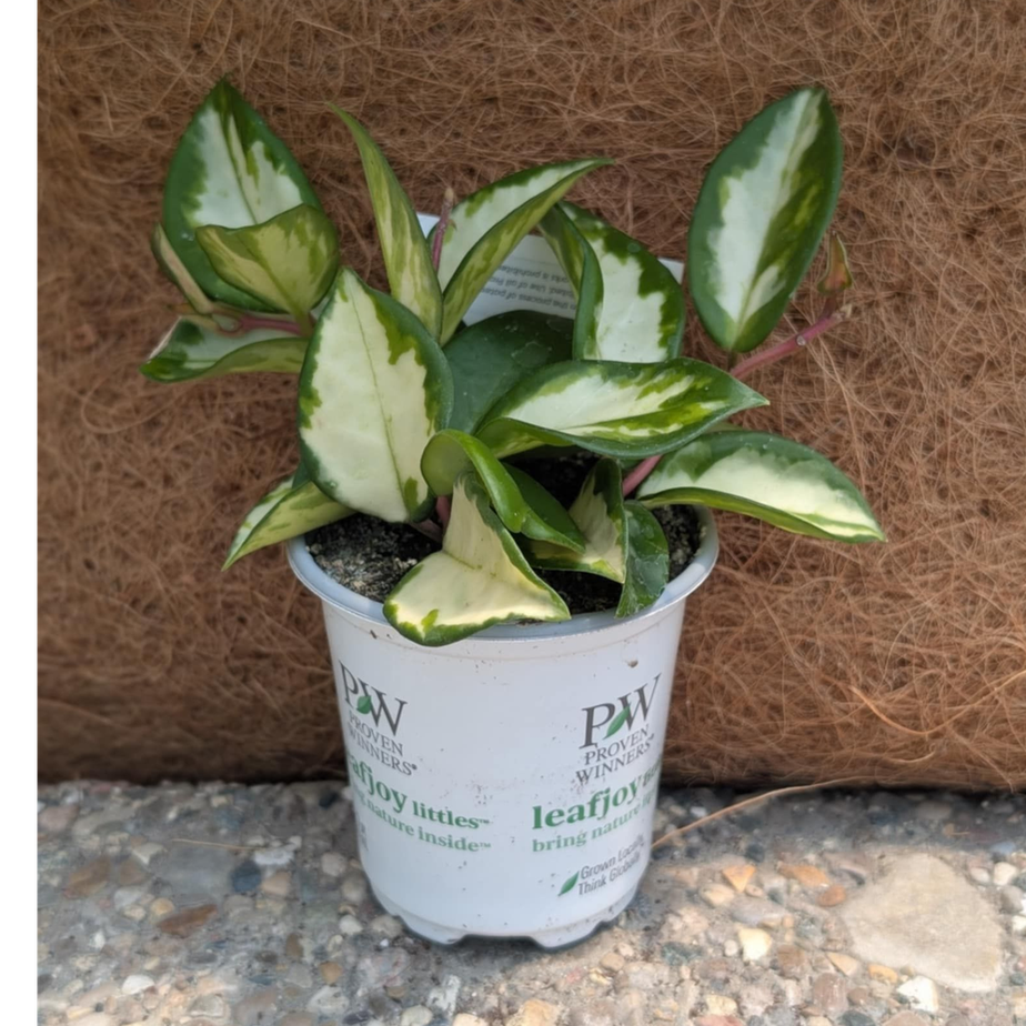 Hoya Green Light &#39;TriColor&#39;