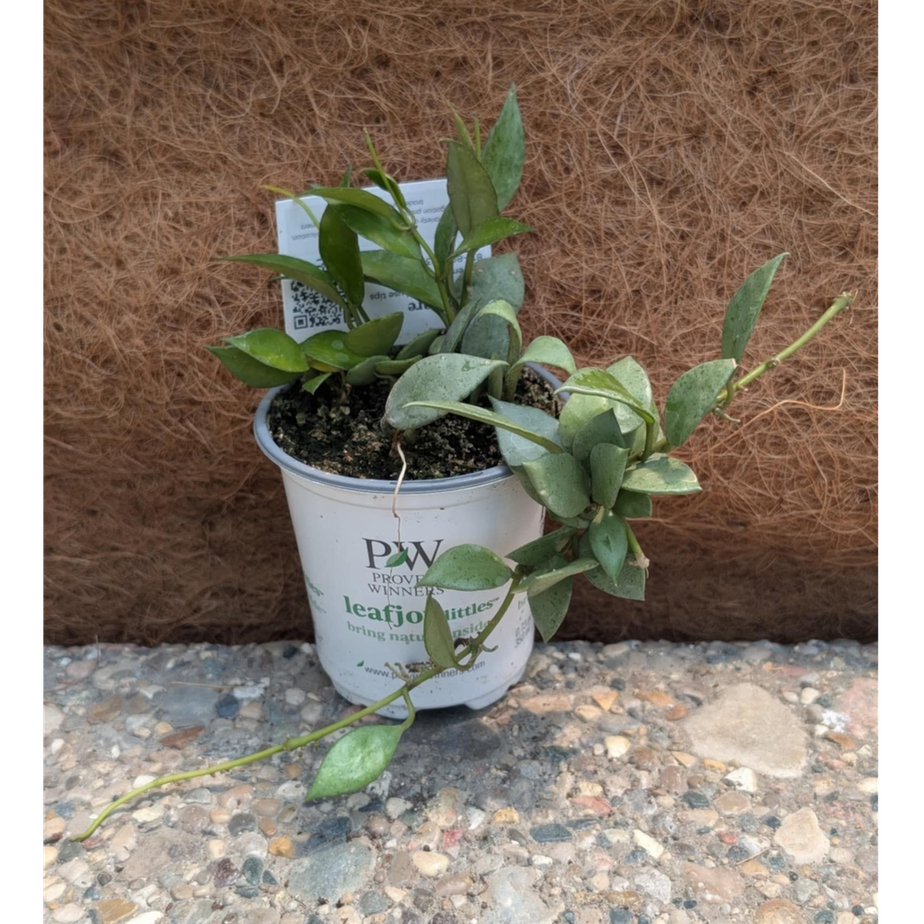 Hoya Misty MorningTM (Lacunosa Mint)