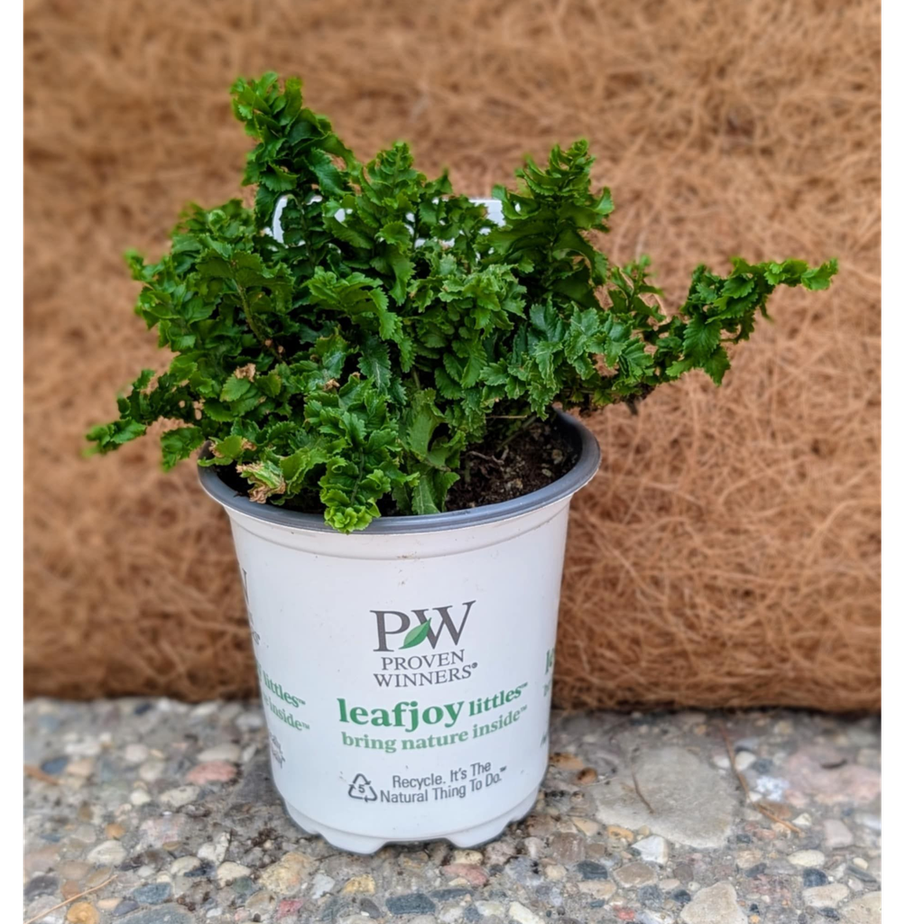 Fern Emina &#39;Twirly Whirly&#39;