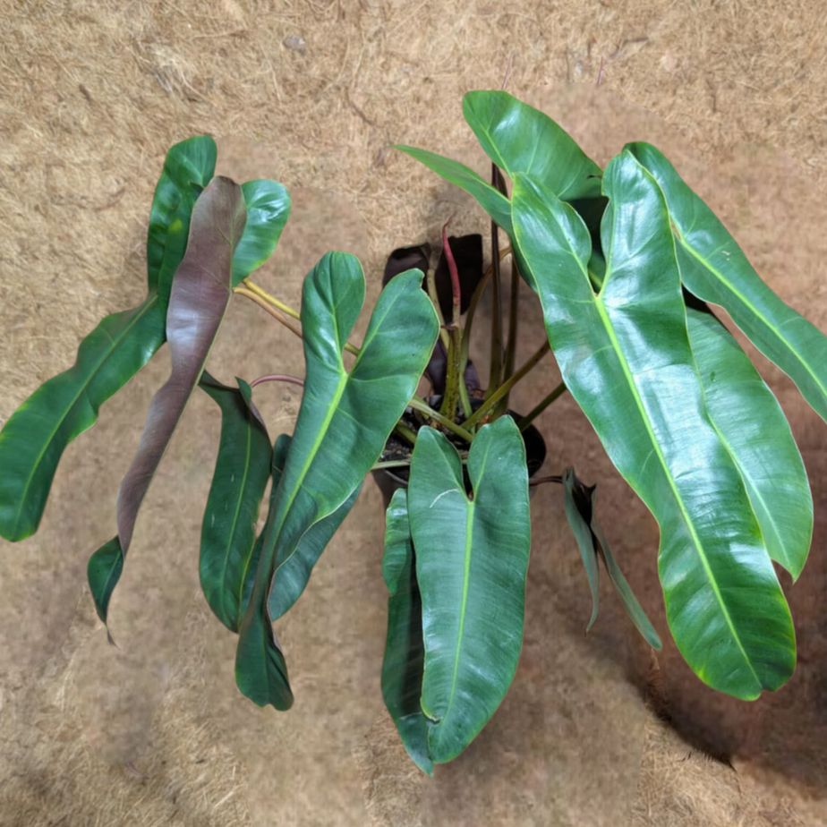 Philodendron Atabapoense