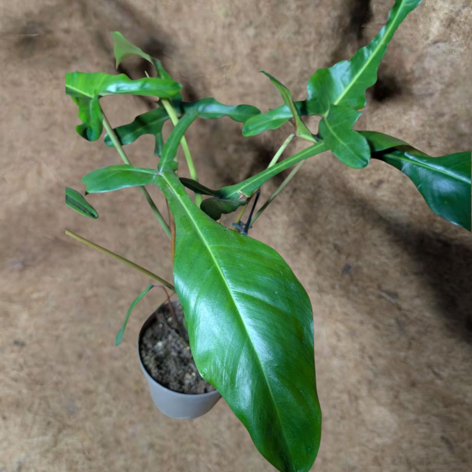 Philodendron Electric EelTM (Joepii)