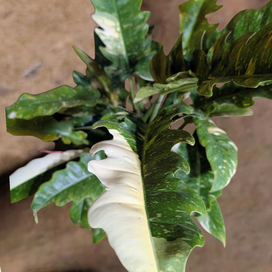 Philodendron &#39;Golden Girl&#39; Gold Ring of Fire 4.75&quot;