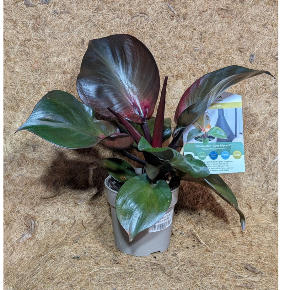 Philodendron Ruby Ripcurl (Red Heart) 6&quot;