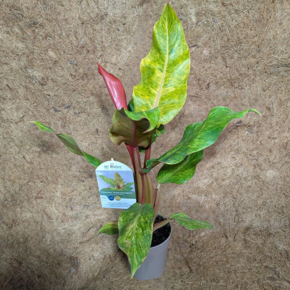 Philodendron &#39;Orange you Gorgeous&#39;