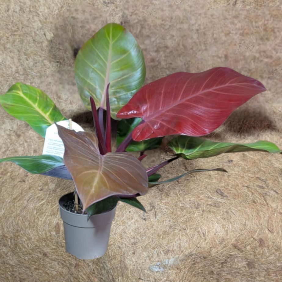 Philodendron &#39;Fall Leaves&#39;