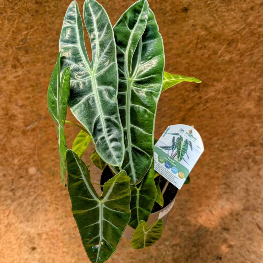 Alocasia Longiloba