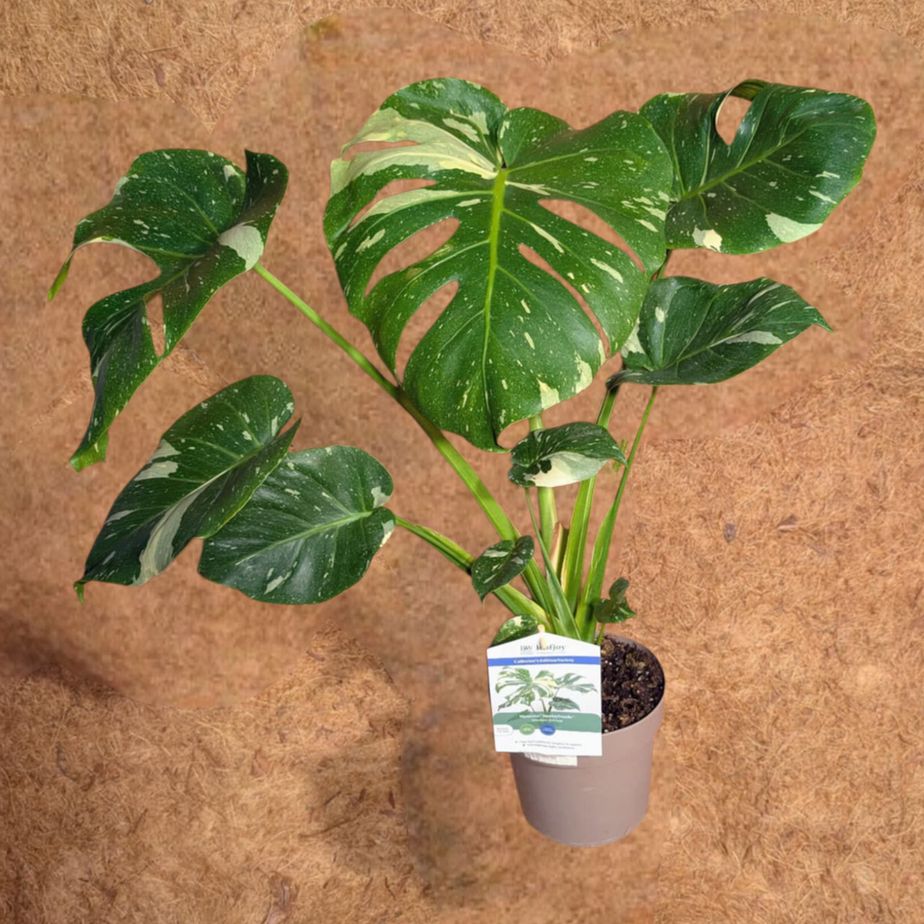 Monstera SpotsylvaniaTM (Thai Constellation)