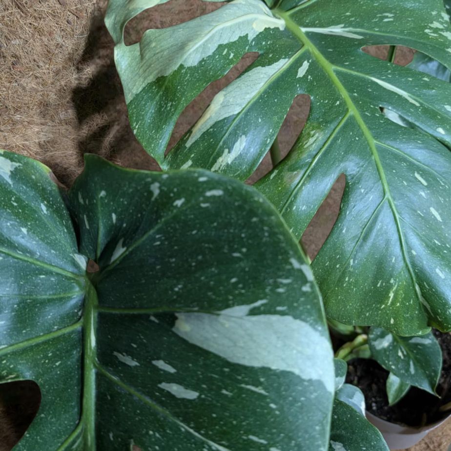 Monstera SpotsylvaniaTM (Thai Constellation) 5&quot;