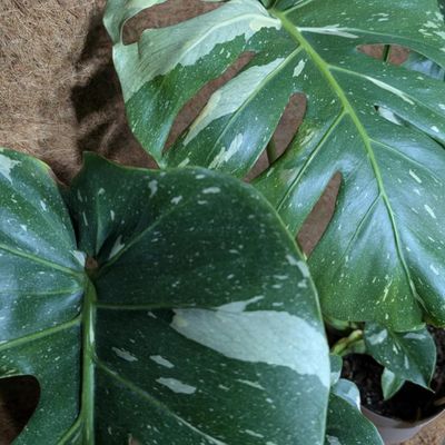 Monstera SpotsylvaniaTM (Thai Constellation) 5"