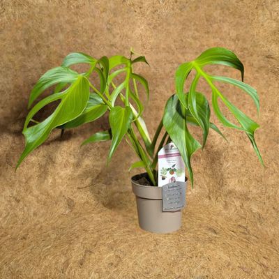 Monstera Burle Marx Flame