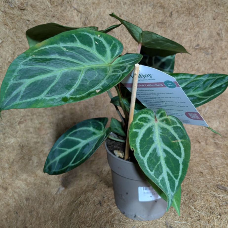 Anthurium Clarnevium