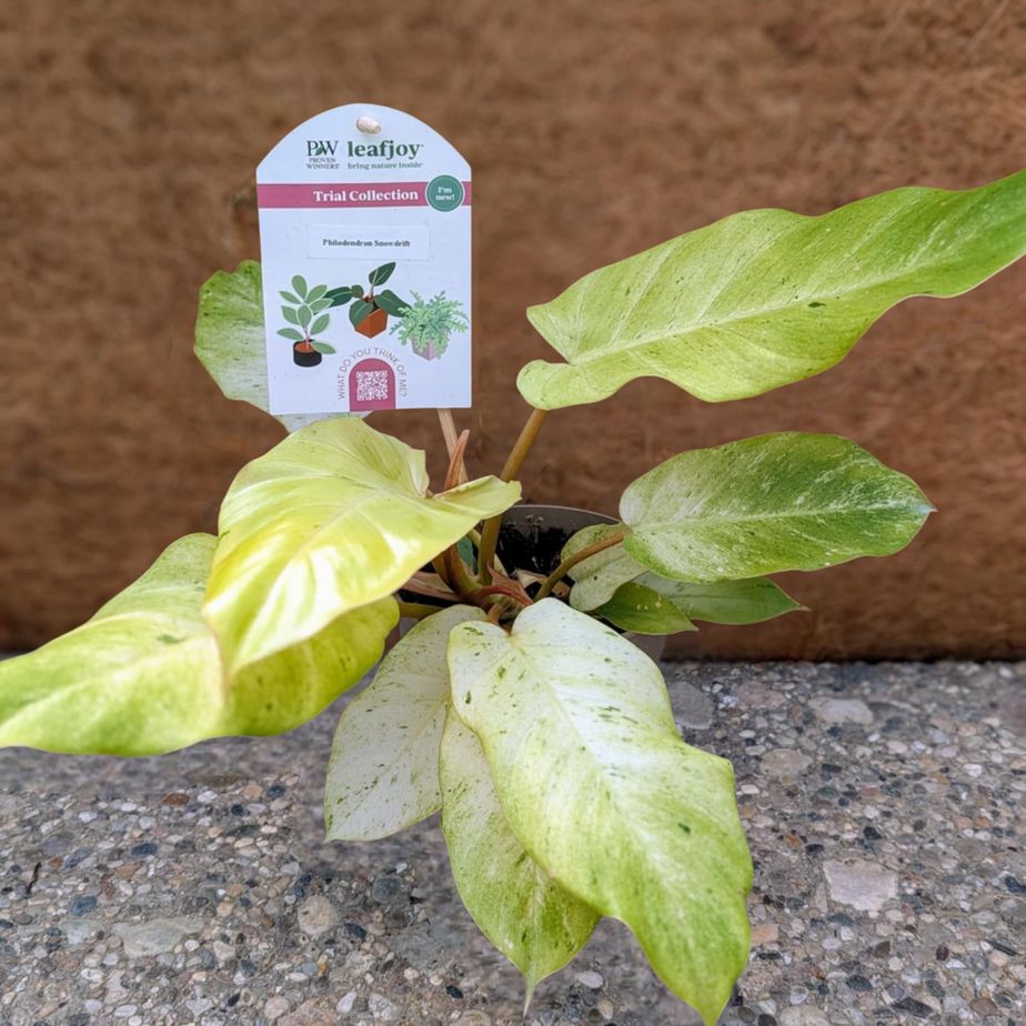 Philodendron &#39;Snowdrift&#39;