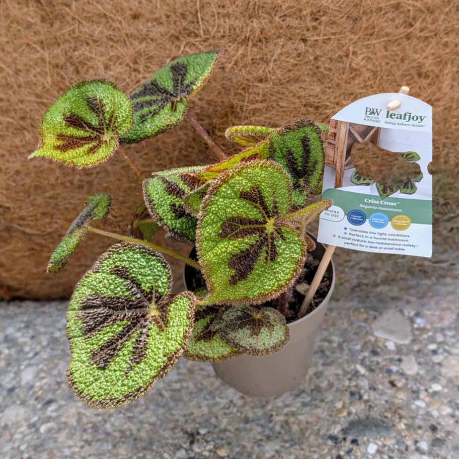 Begonia Criss CrossTM (Mountain/Rock)