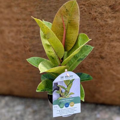 Ficus Elastica Ghost RiderTM (Shivereana)