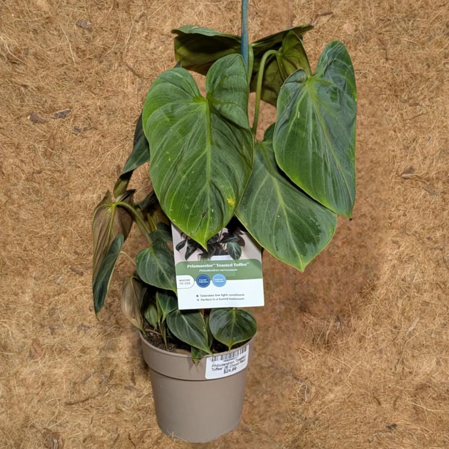 Philodendron &#39;Toasted Toffee&#39; (El  Choco Red)