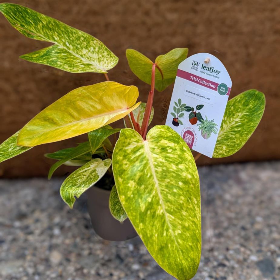 Philodendron &#39;Painted Lady&#39;