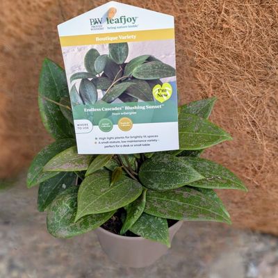 Hoya Blushing SunsetTM (Wibergiae)