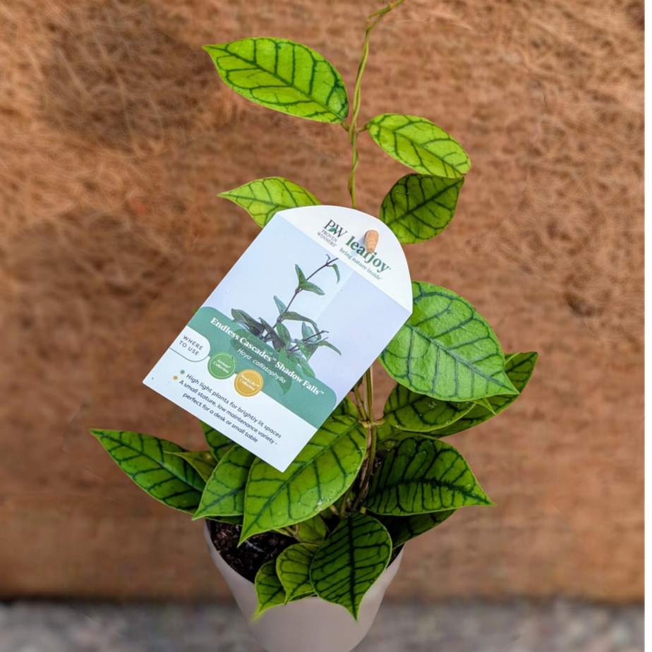 Hoya Shadow FallsTM (Callistophylla KAL 16)