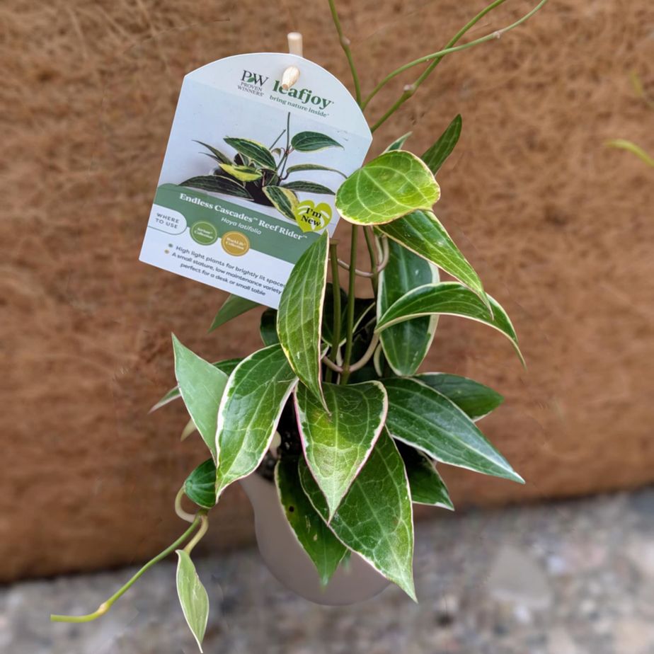 Hoya Reef Rider (Latifolia Albomarginiata)
