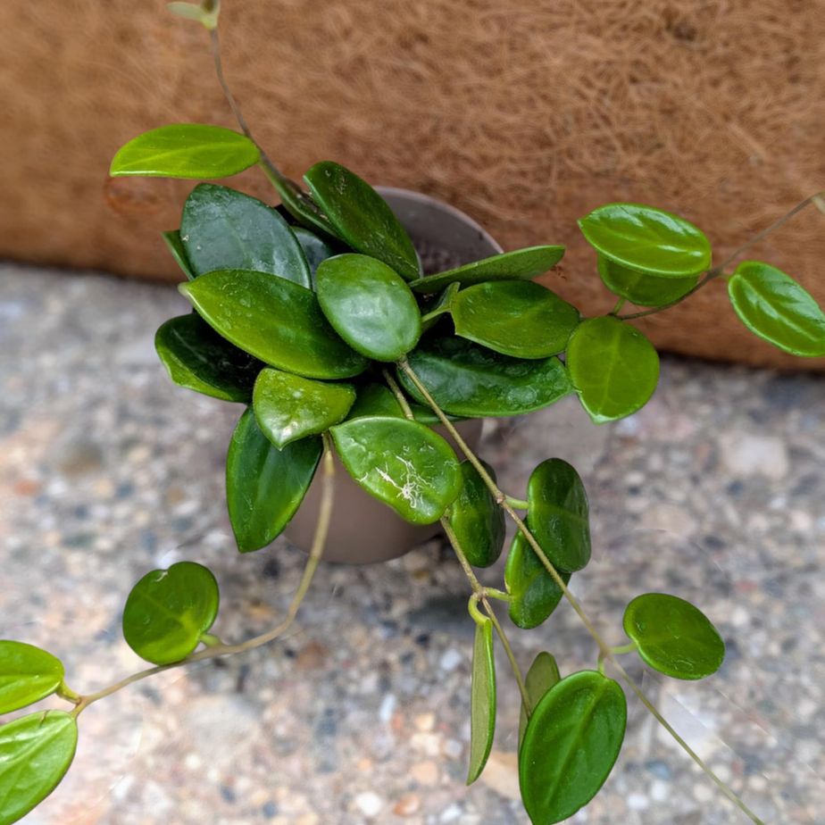 Hoya Vanviengiensis