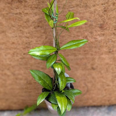 Hoya Crassipetiolata 6"