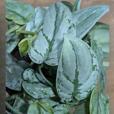 Scindapsus Kalimantan