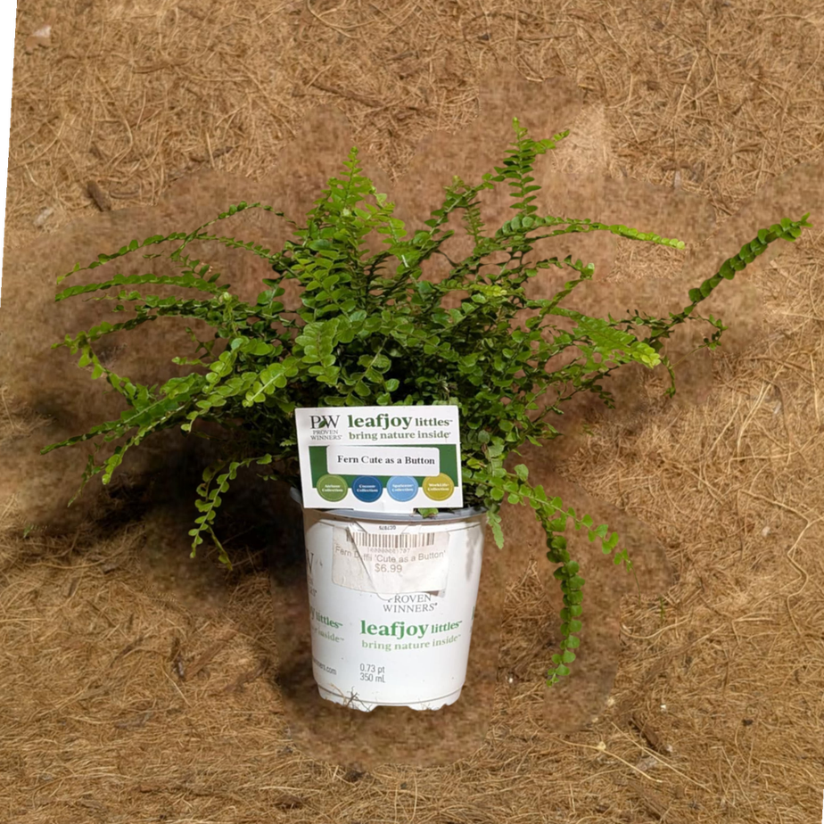 Fern Duffii &#39;Cute as a Button&#39;