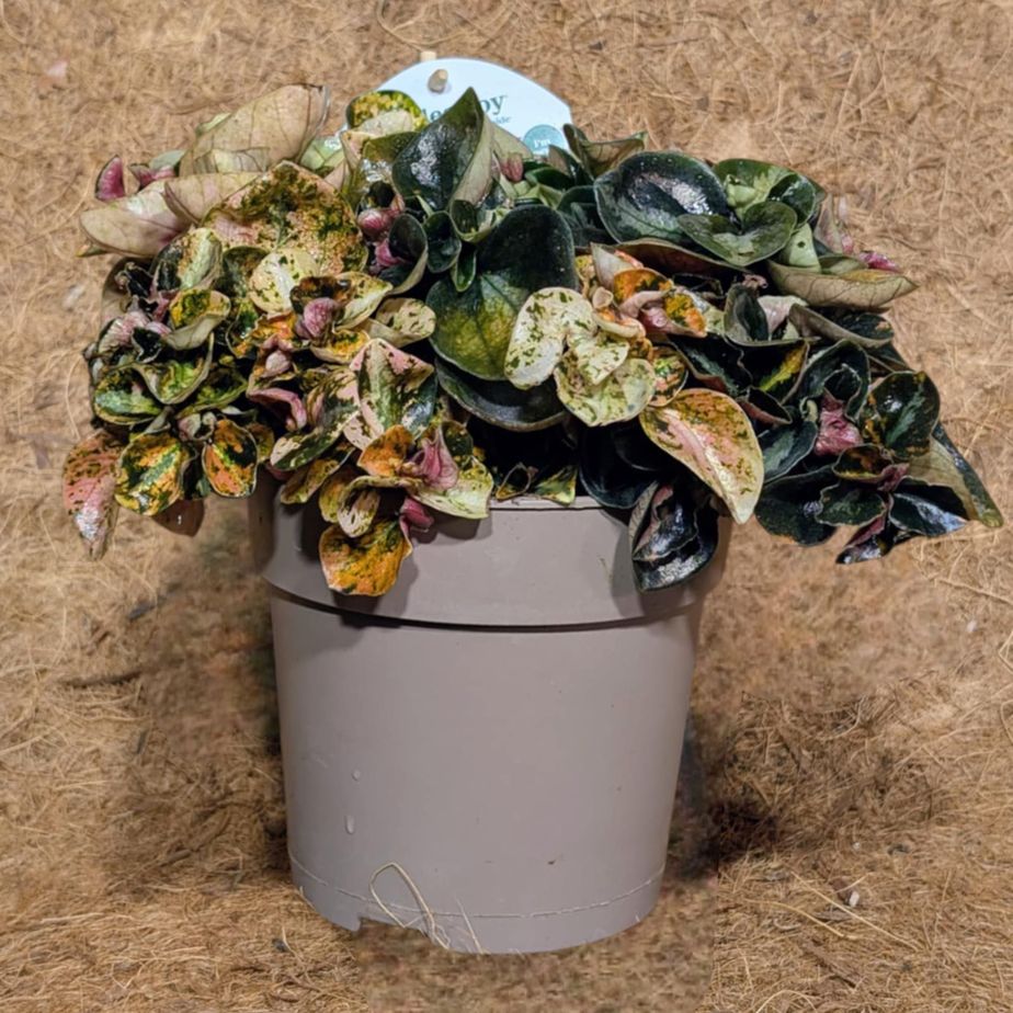 Peperomia Creme Brulee Orange (Orange Macaron)