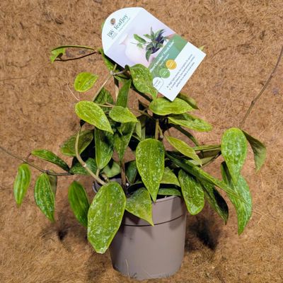 Hoya Fresh RainTM (Rangsan)