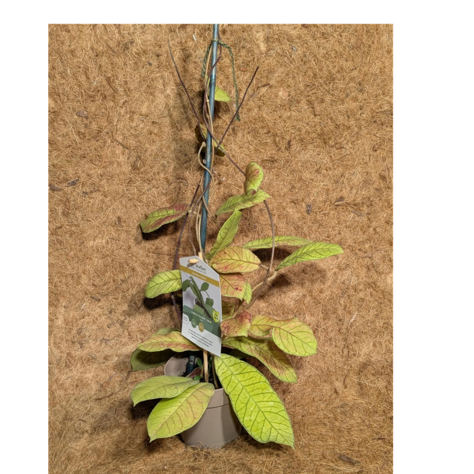 Hoya SP Sabah 6&quot;
