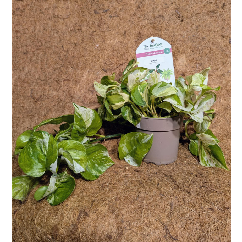 Epipremnum Manjula (Pothos)