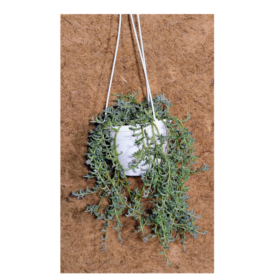 String of Dolphins HB