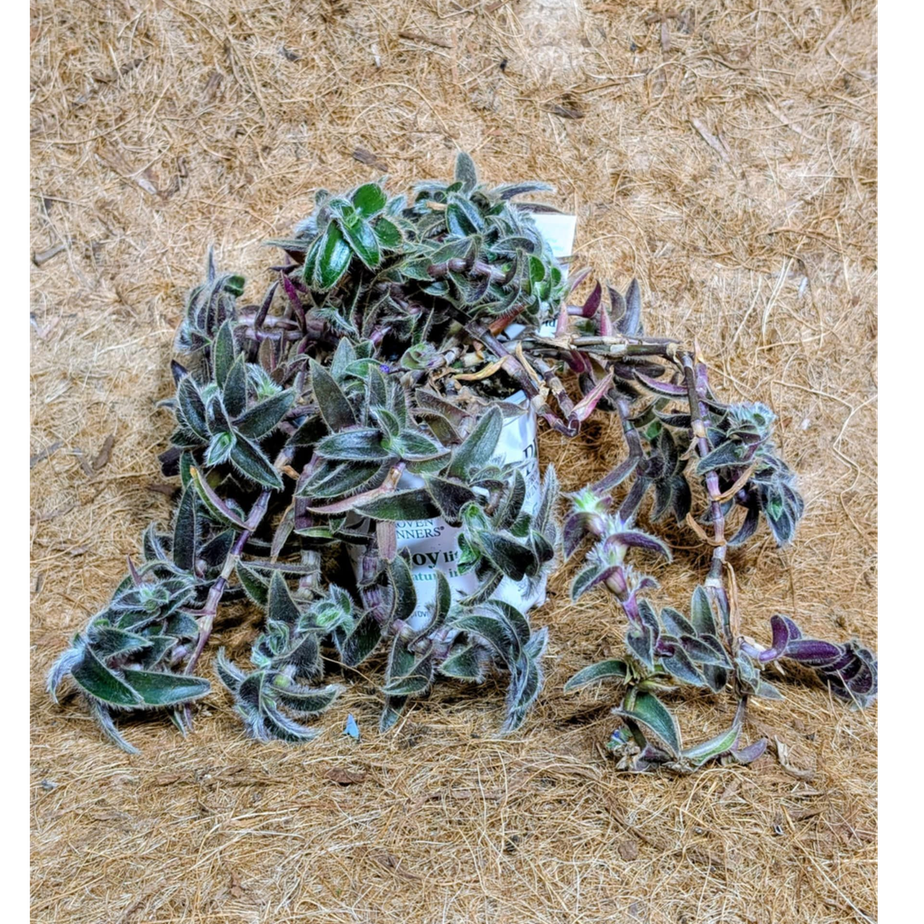 Cyanotis Frosted TerraTM (Somaliensis)