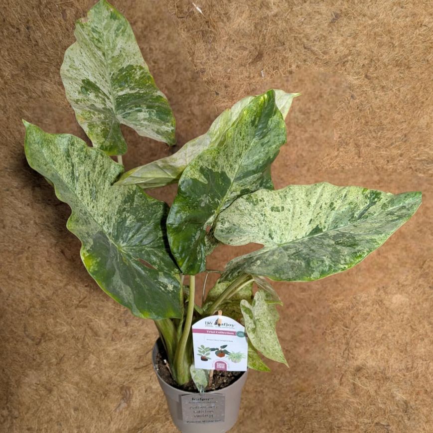 Alocasia Odora Variegated Batik