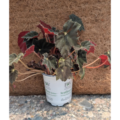Begonia Black Velvet