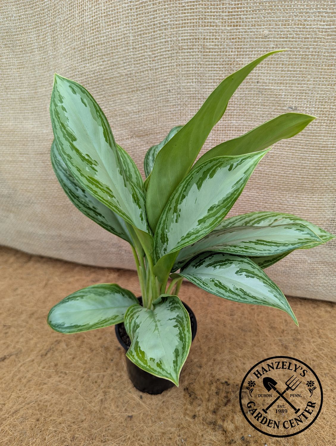 Aglaonema Silver Bay 4"