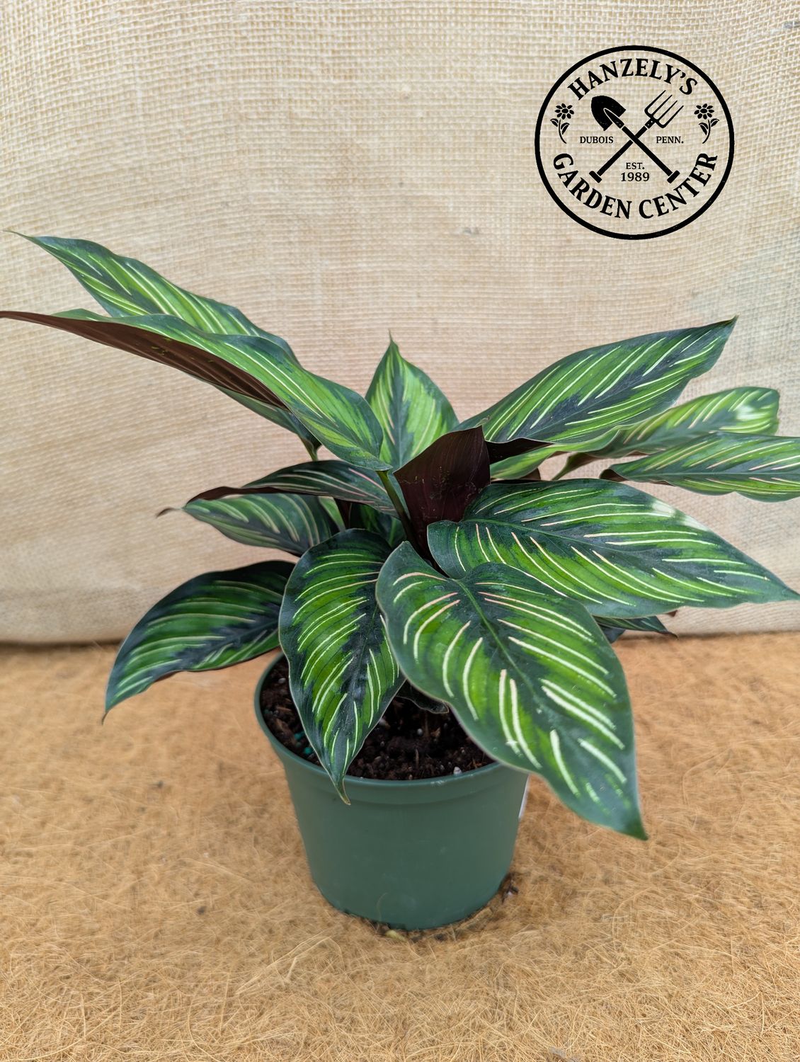 Calathea Beauty Star 6"