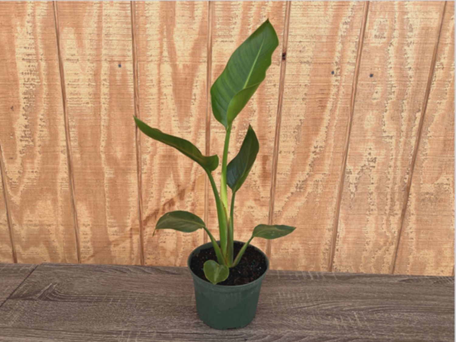 Birds of Paradise Plant 6"