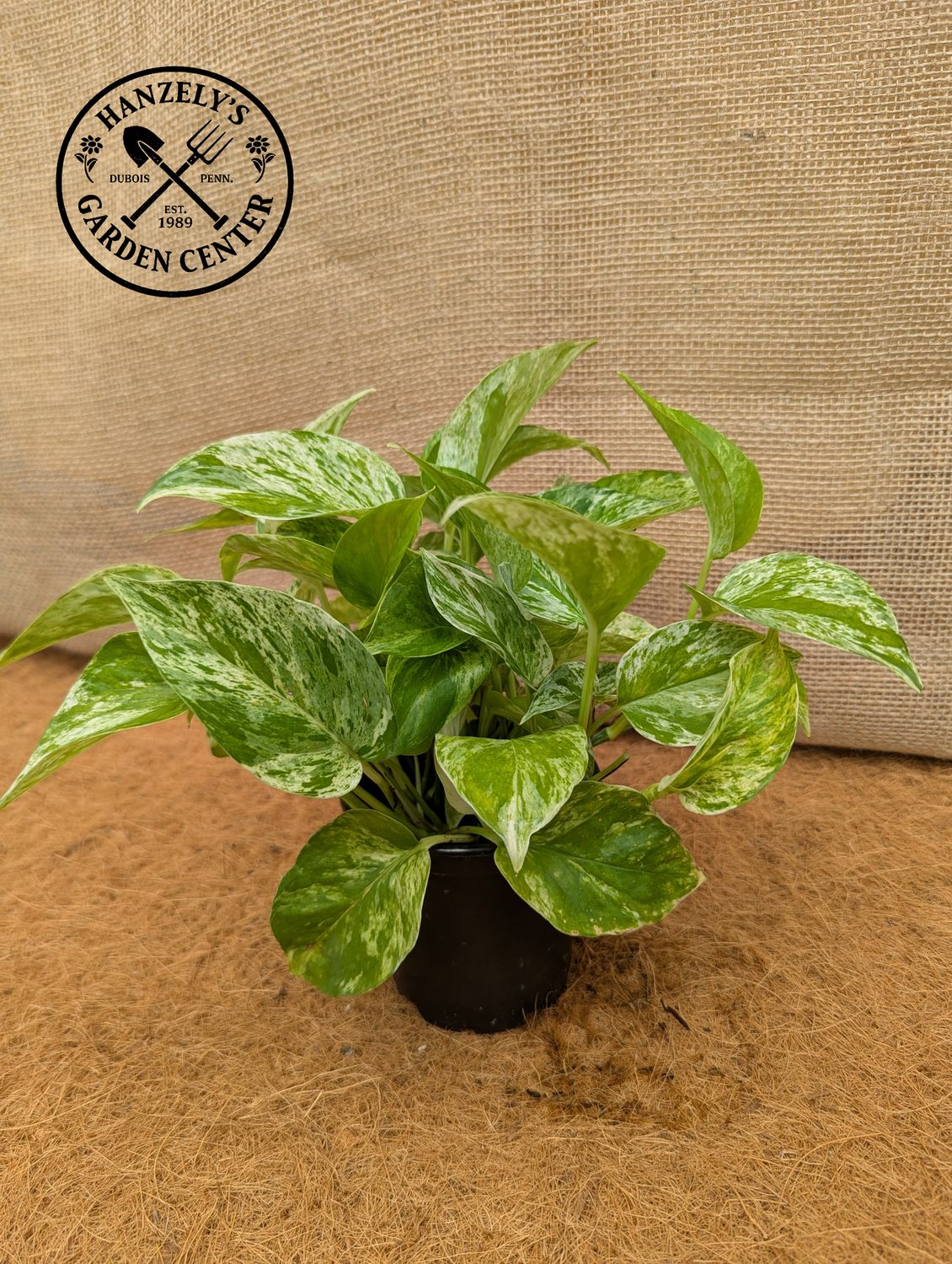 Pothos Marble Queen 4"