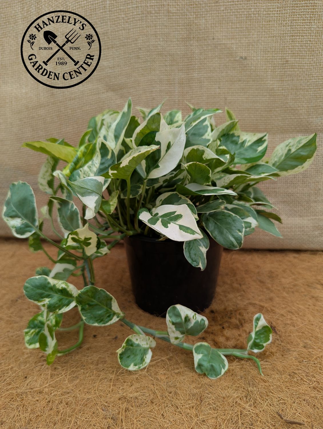 Pothos Pearls and Jade 6"