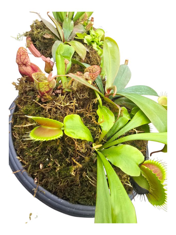 Carnivorous Bog Monster Garden