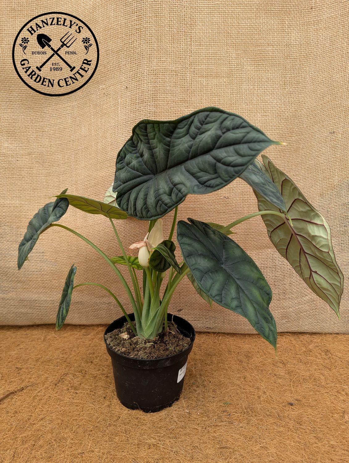 Alocasia Dragon Scale