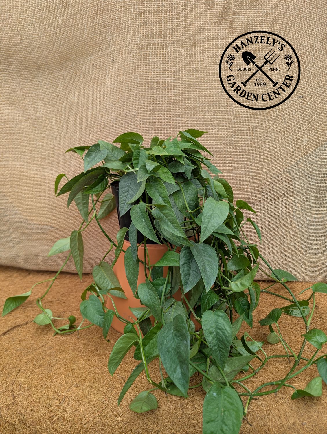 Pothos Cebu Blue 6"