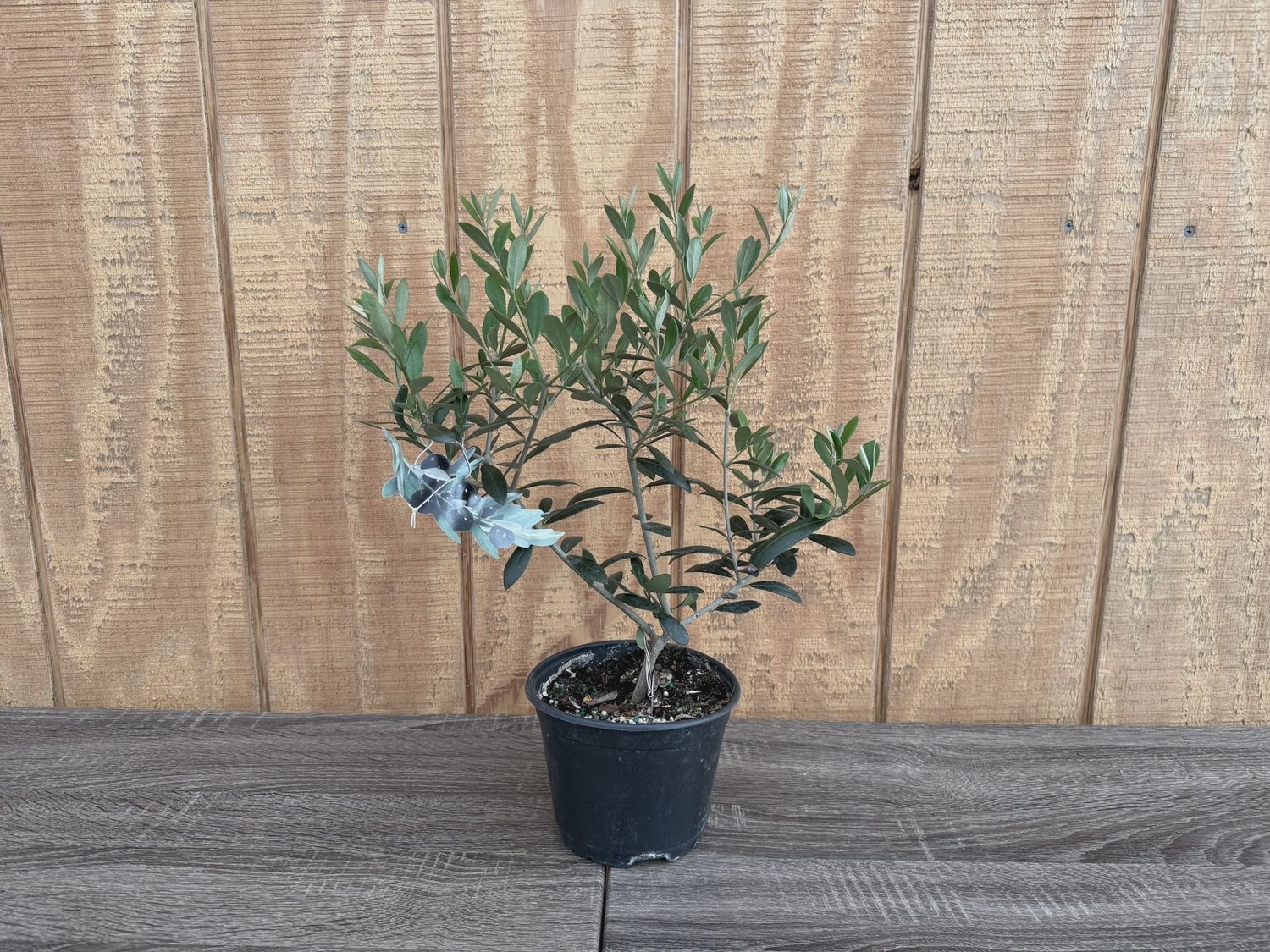 Olive Tree 6"